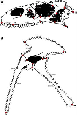 Rapid Initial Morphospace Expansion and Delayed Morphological Disparity Peak in the First 100 Million Years of the Archosauromorph Evolutionary Radiation